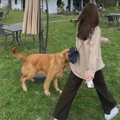 寻狗启事海报